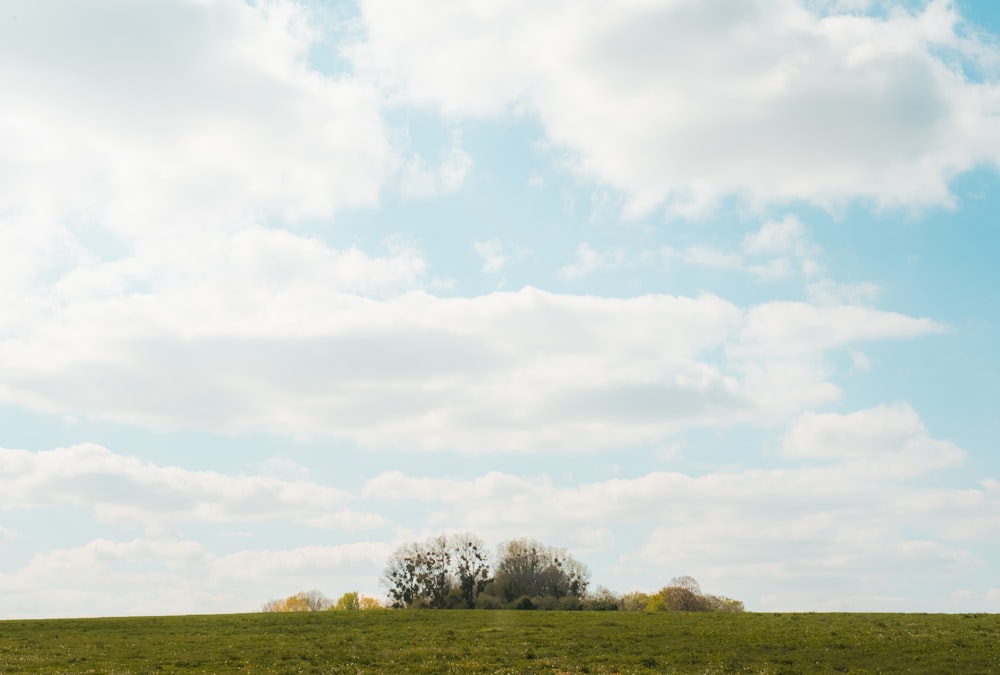 a lone tree in a grassy field under a cloudy blue sky