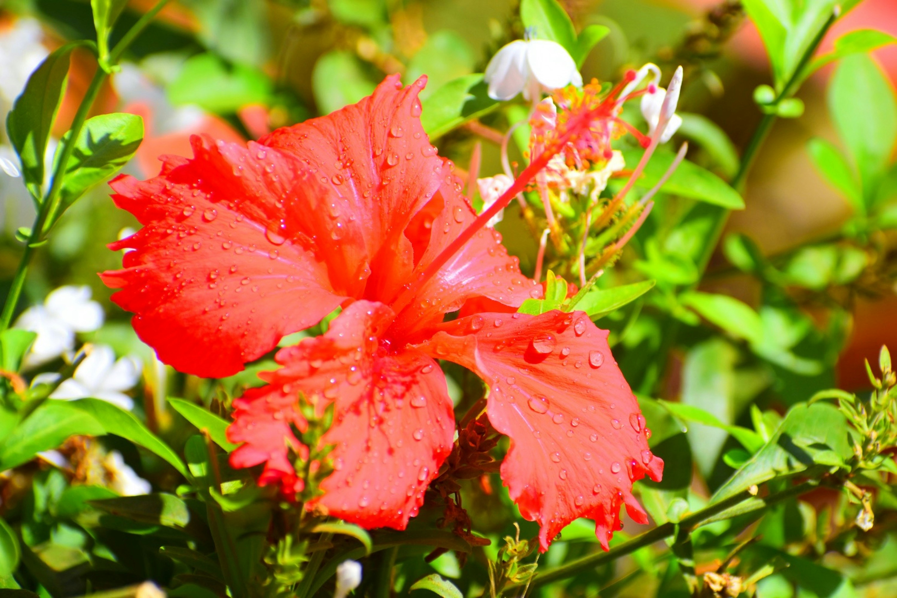 a red flower with water droplets on it
