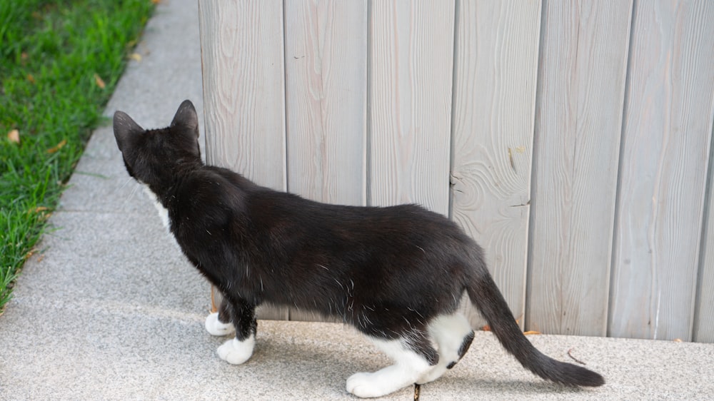 a black and white cat standing next to a wooden fence