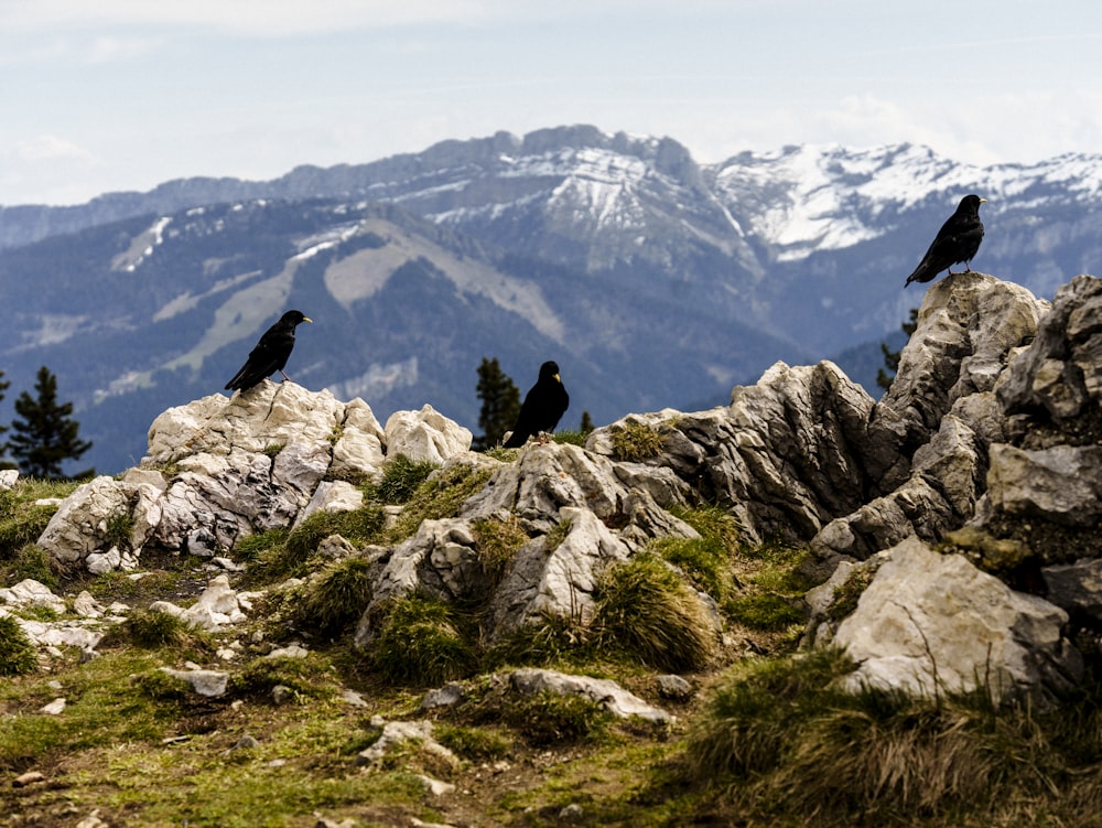a group of black birds sitting on top of a mountain