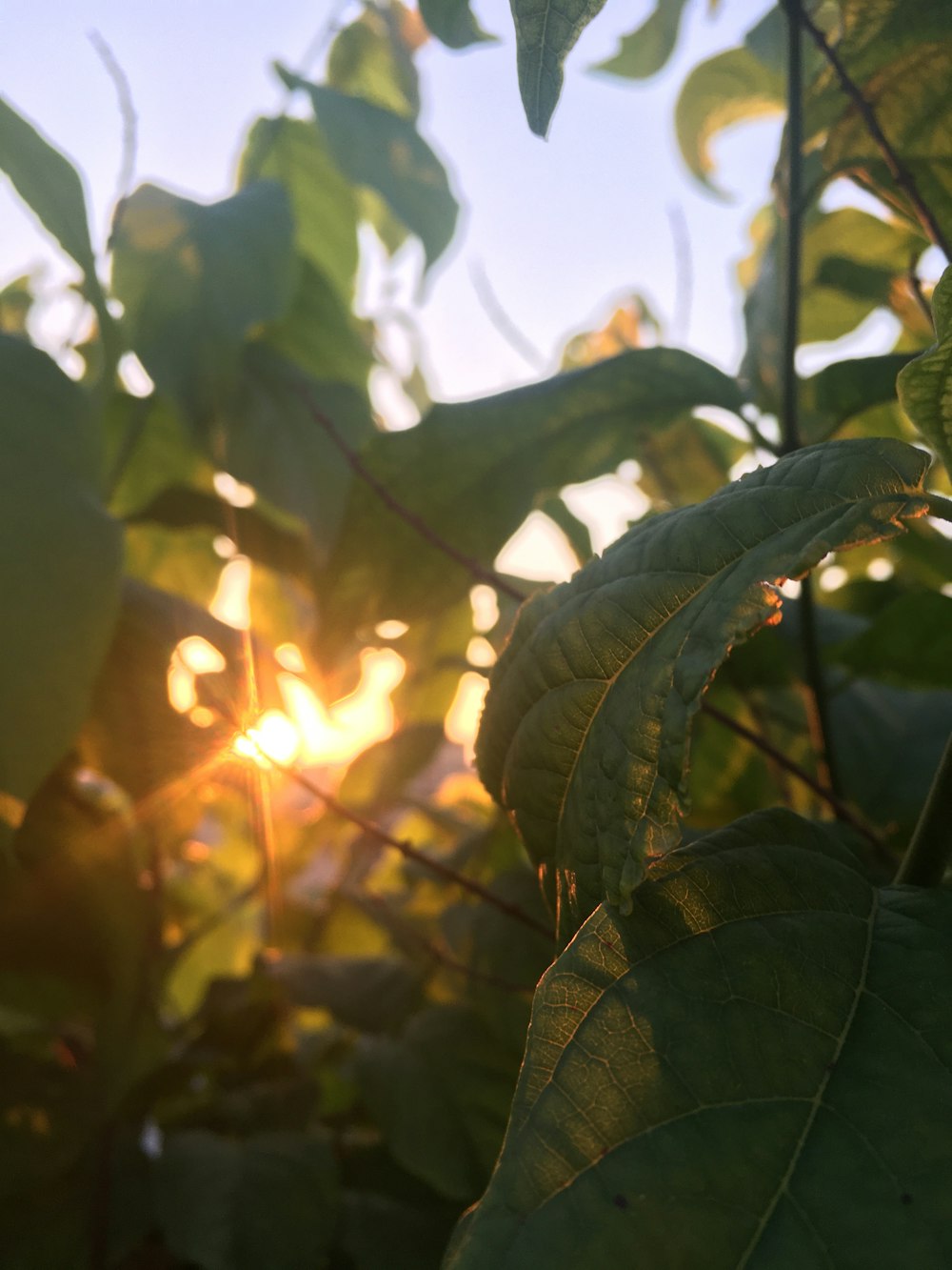 Le soleil brille à travers les feuilles d’un arbre