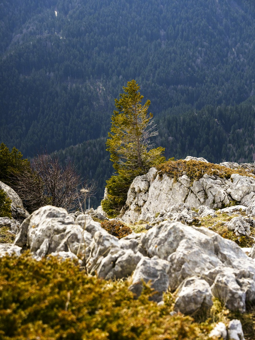 a lone tree stands on a rocky outcropping