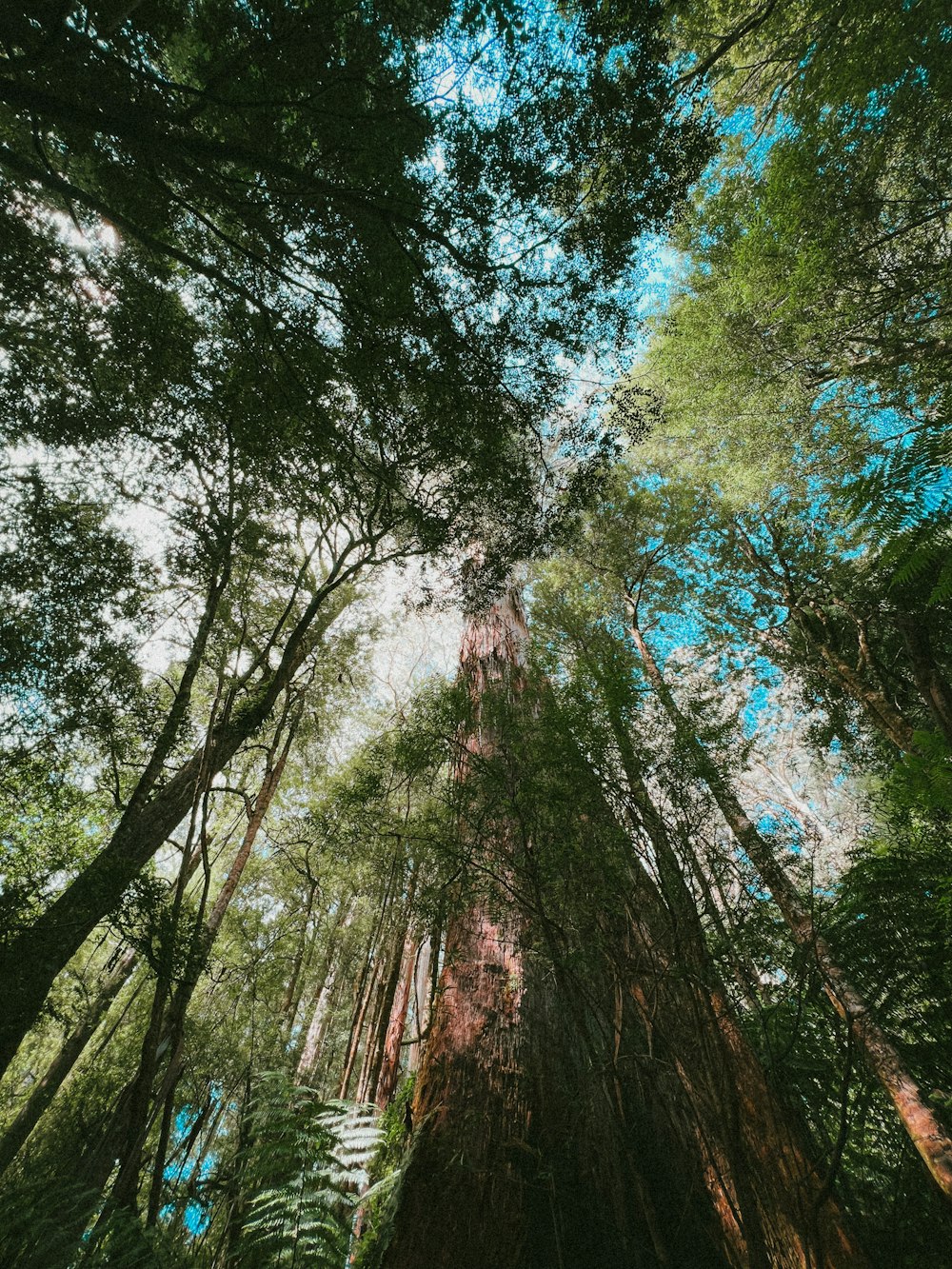 looking up at the tall trees in the forest