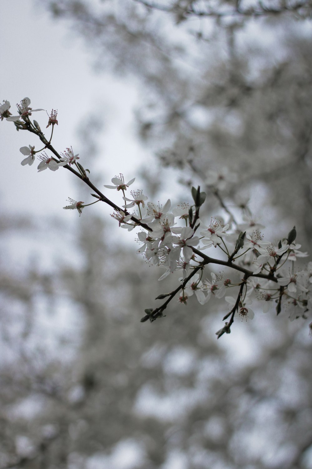 a branch of a tree with white flowers