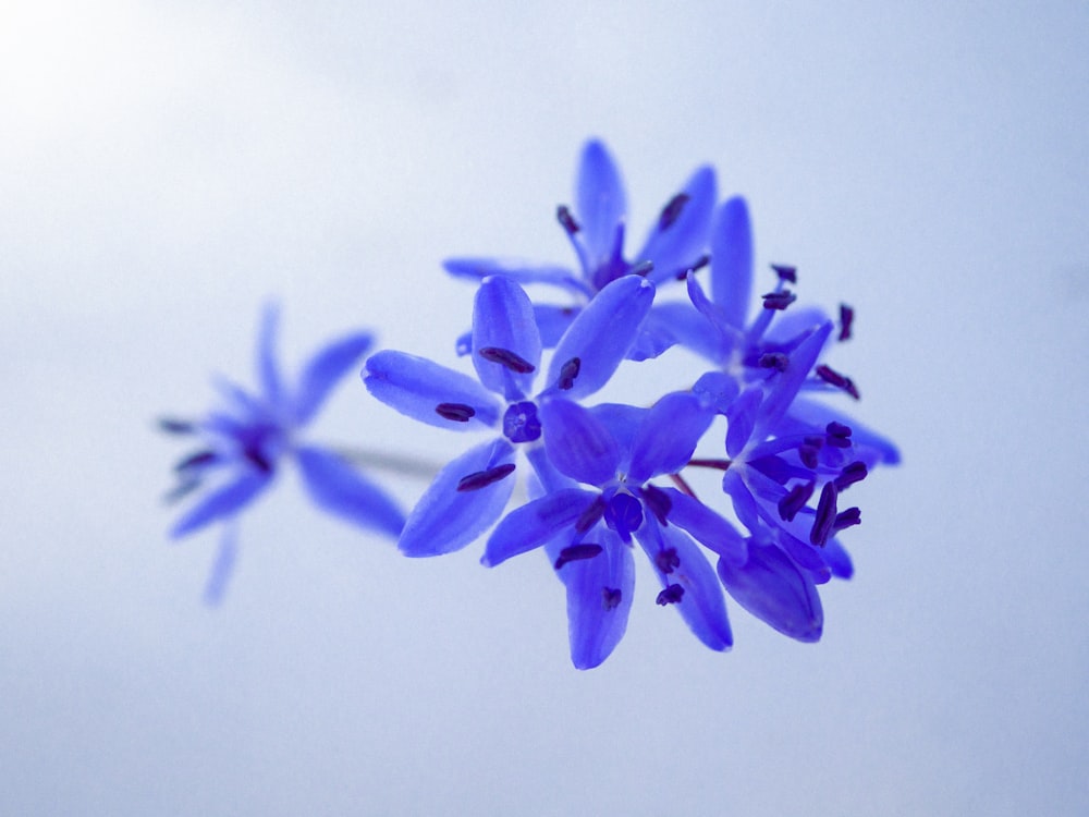 a close up of a blue flower with a sky background