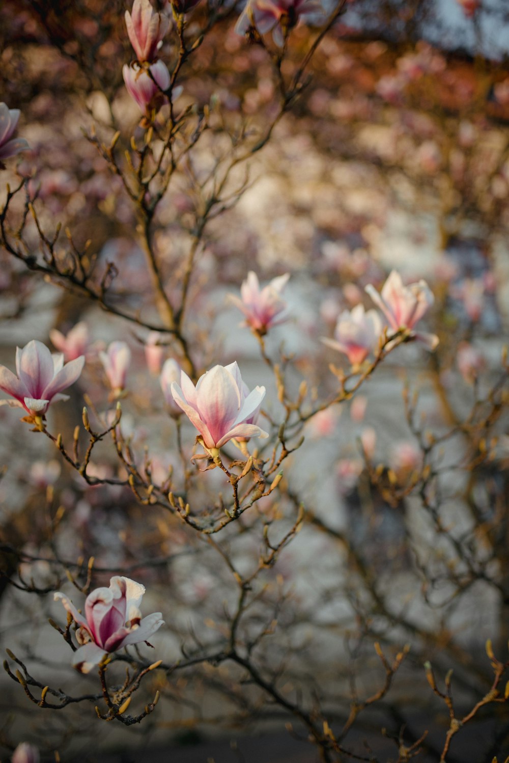 a bunch of flowers that are on a tree