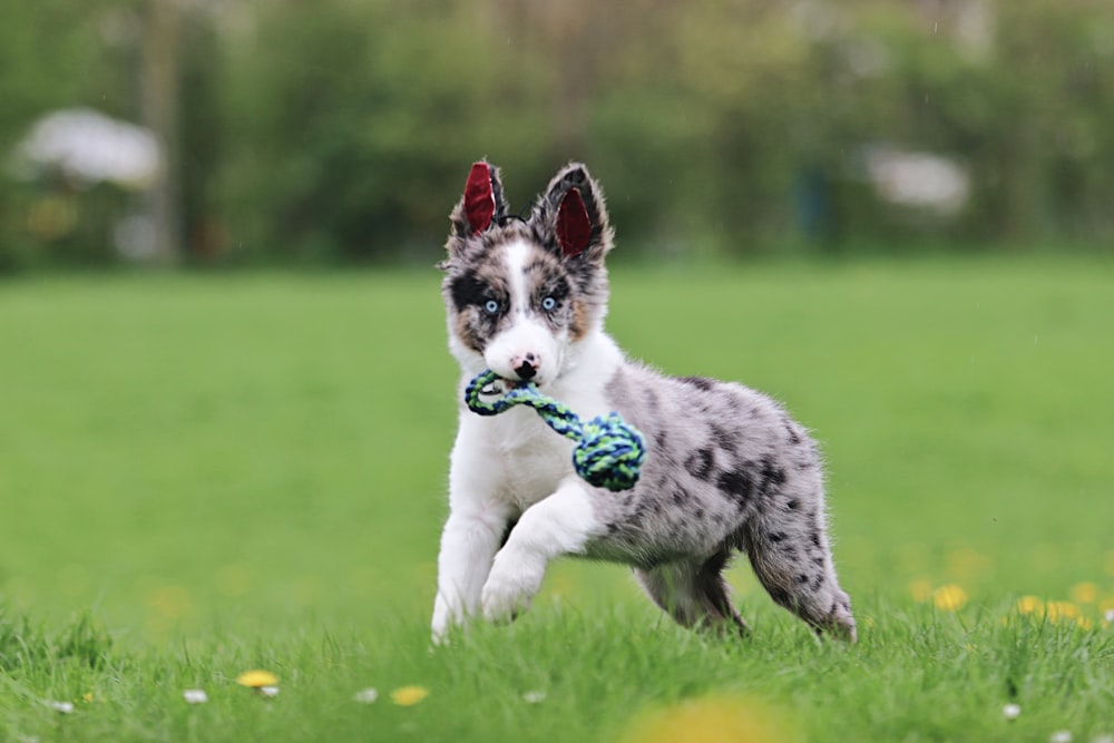 a dog with a toy in its mouth running through the grass