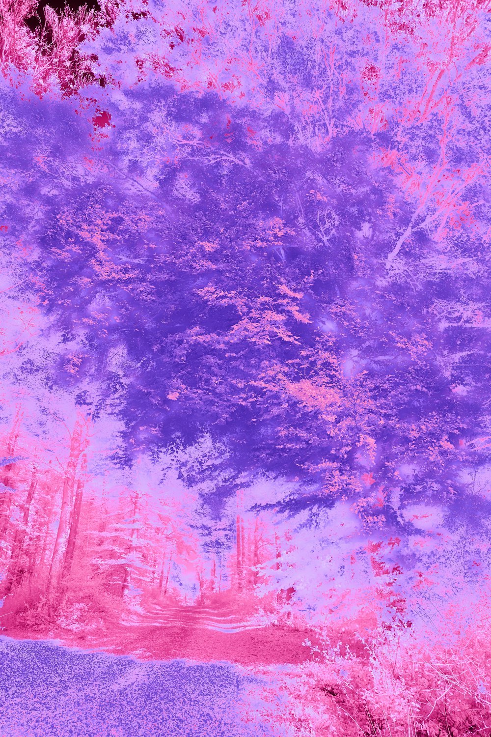 a pink and purple photo of a tree