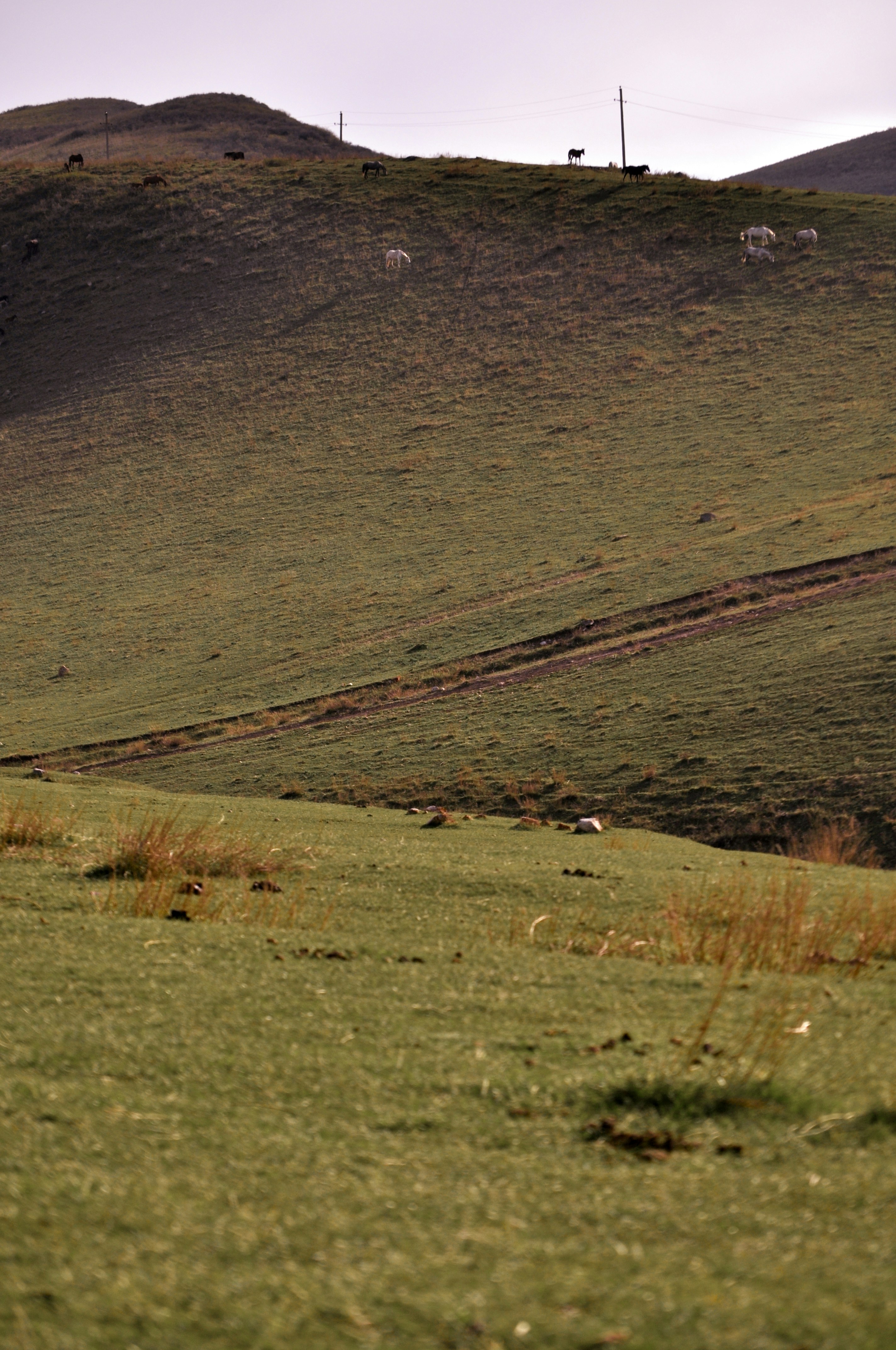 a grassy hill with sheep grazing in the distance