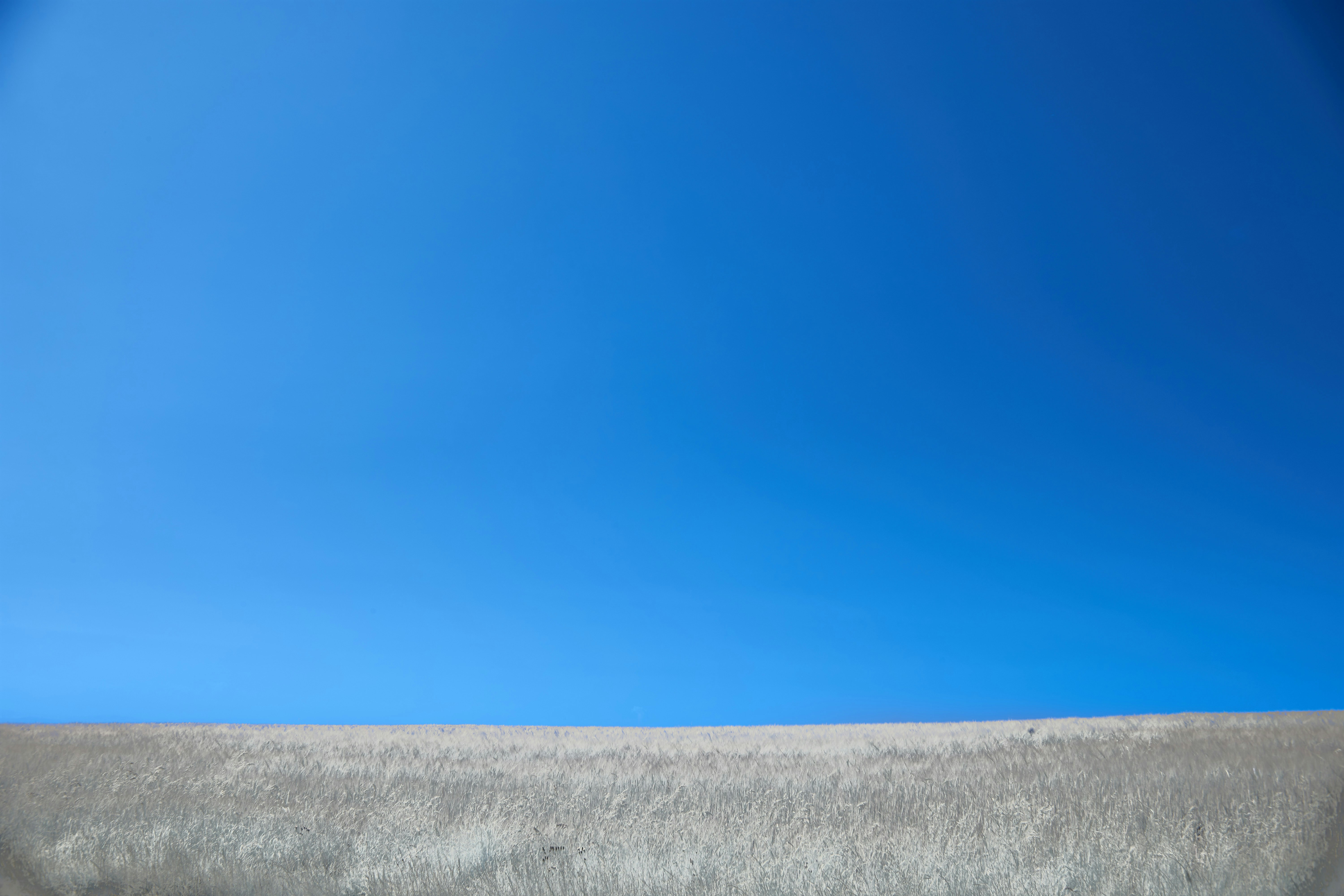 Photo by wolfgang_hasselmann