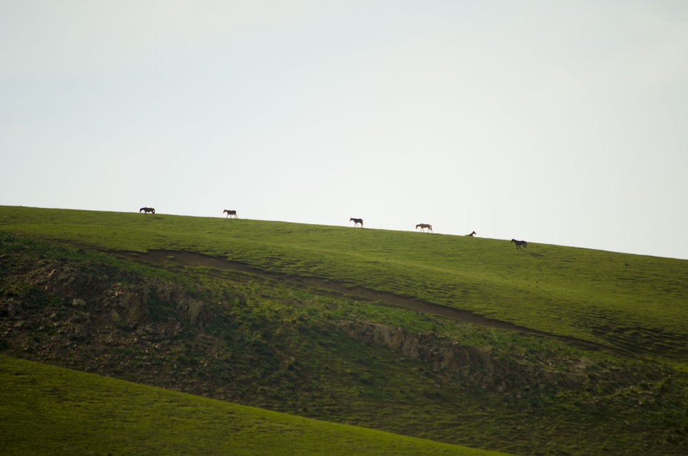 a group of animals that are standing in the grass