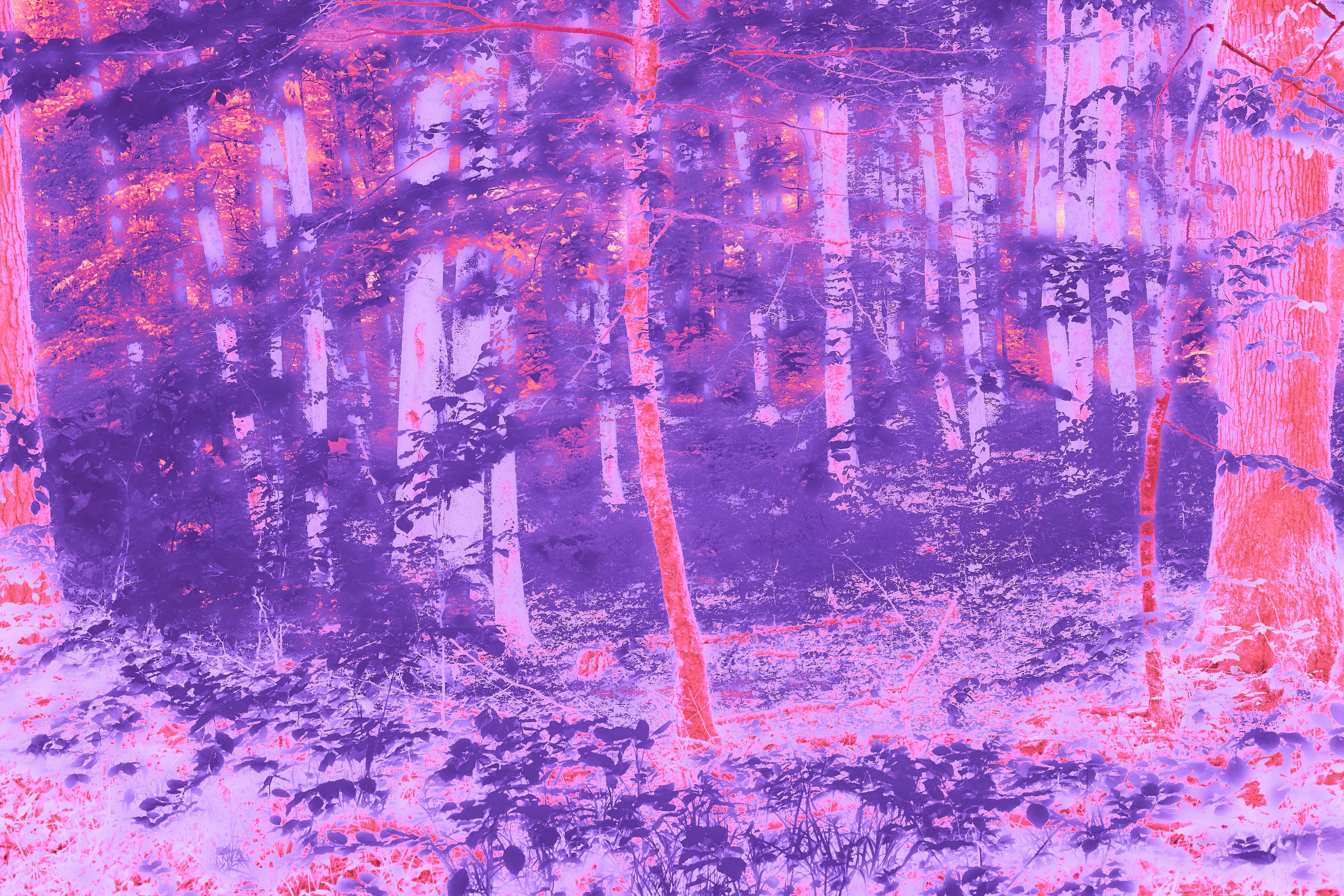 Photo by wolfgang_hasselmann