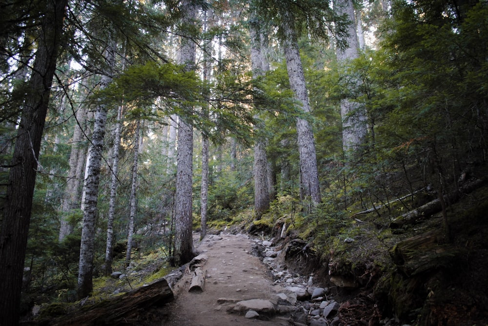 a path in the middle of a forest with lots of trees