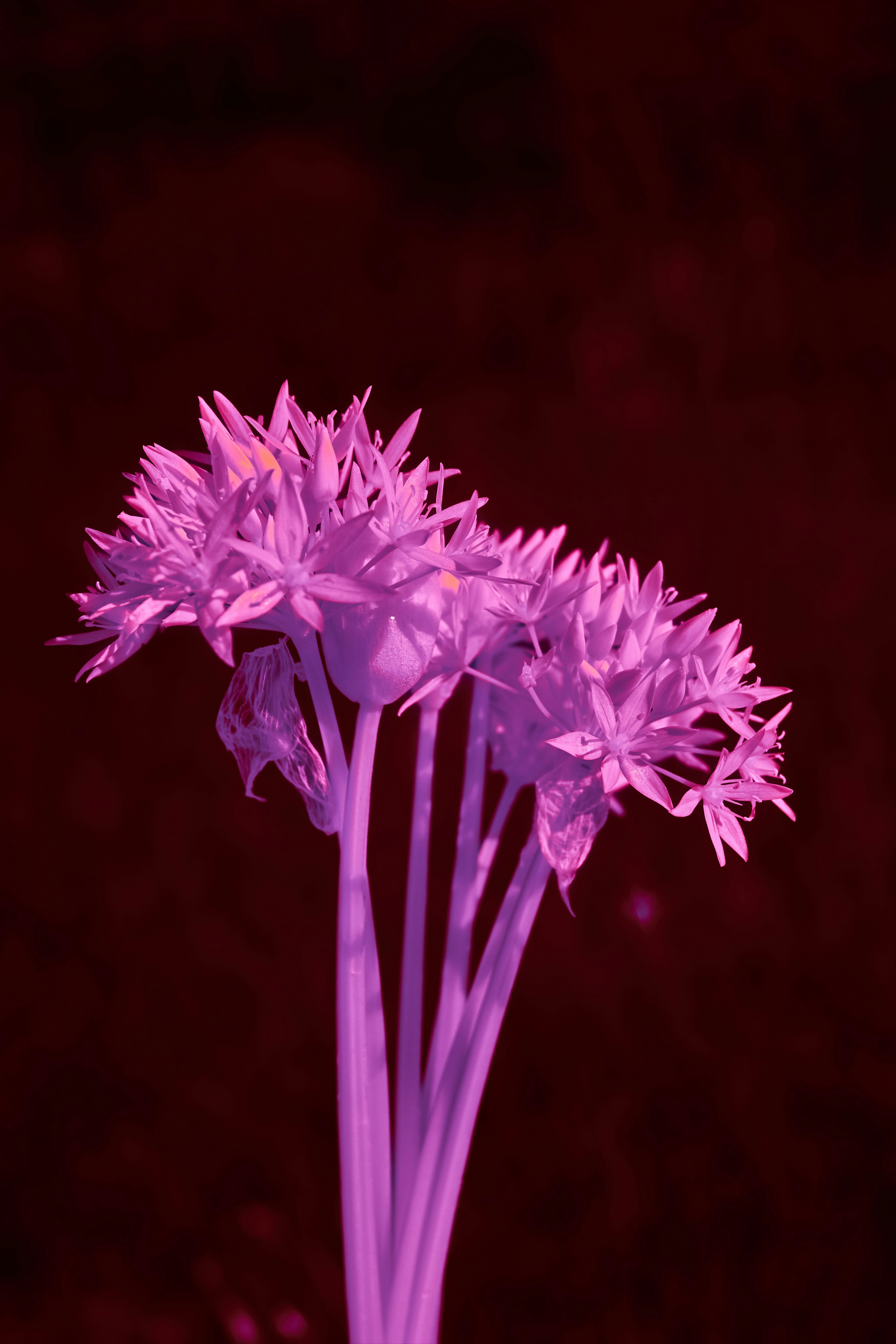 Photo by wolfgang_hasselmann