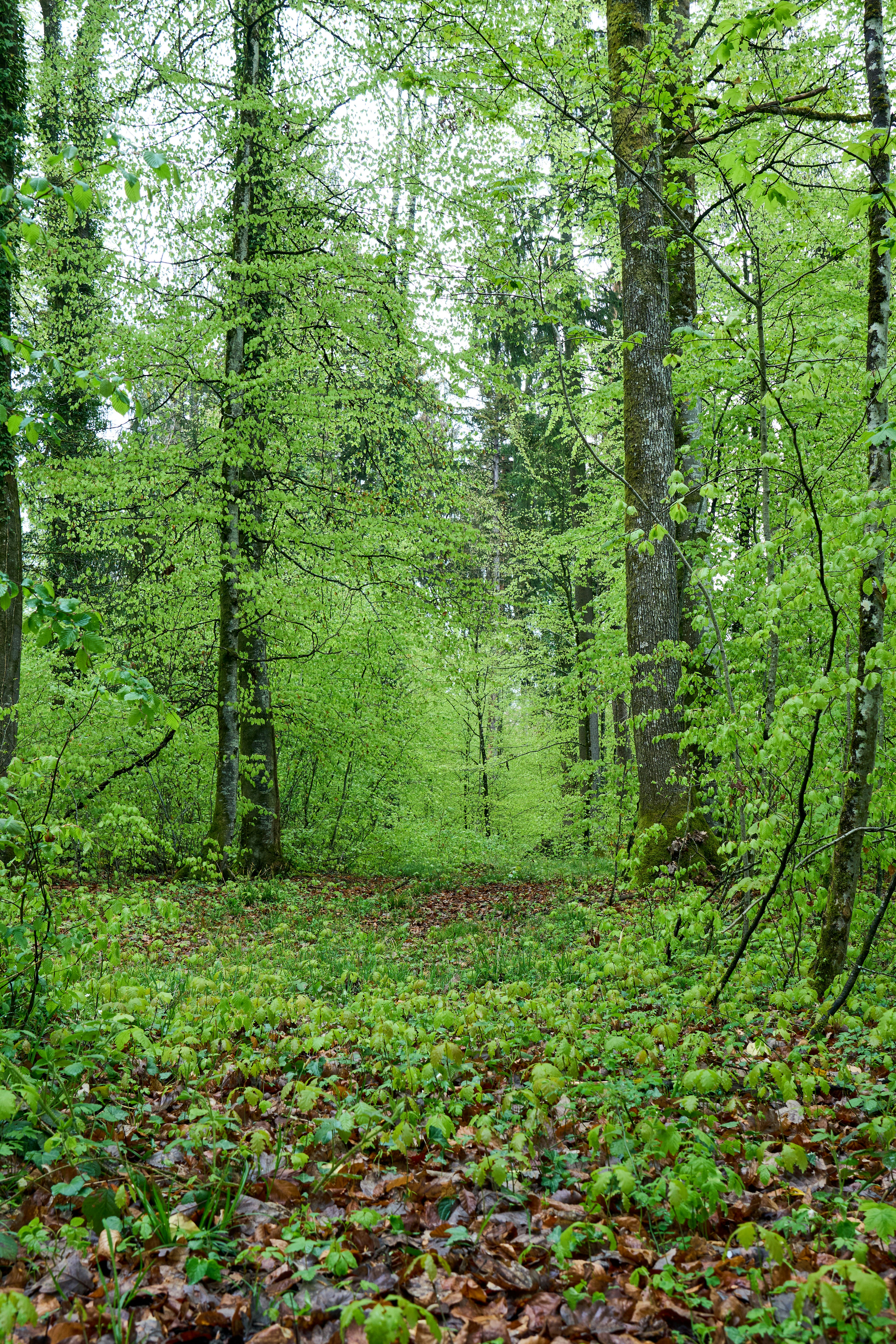 Photo by wolfgang_hasselmann