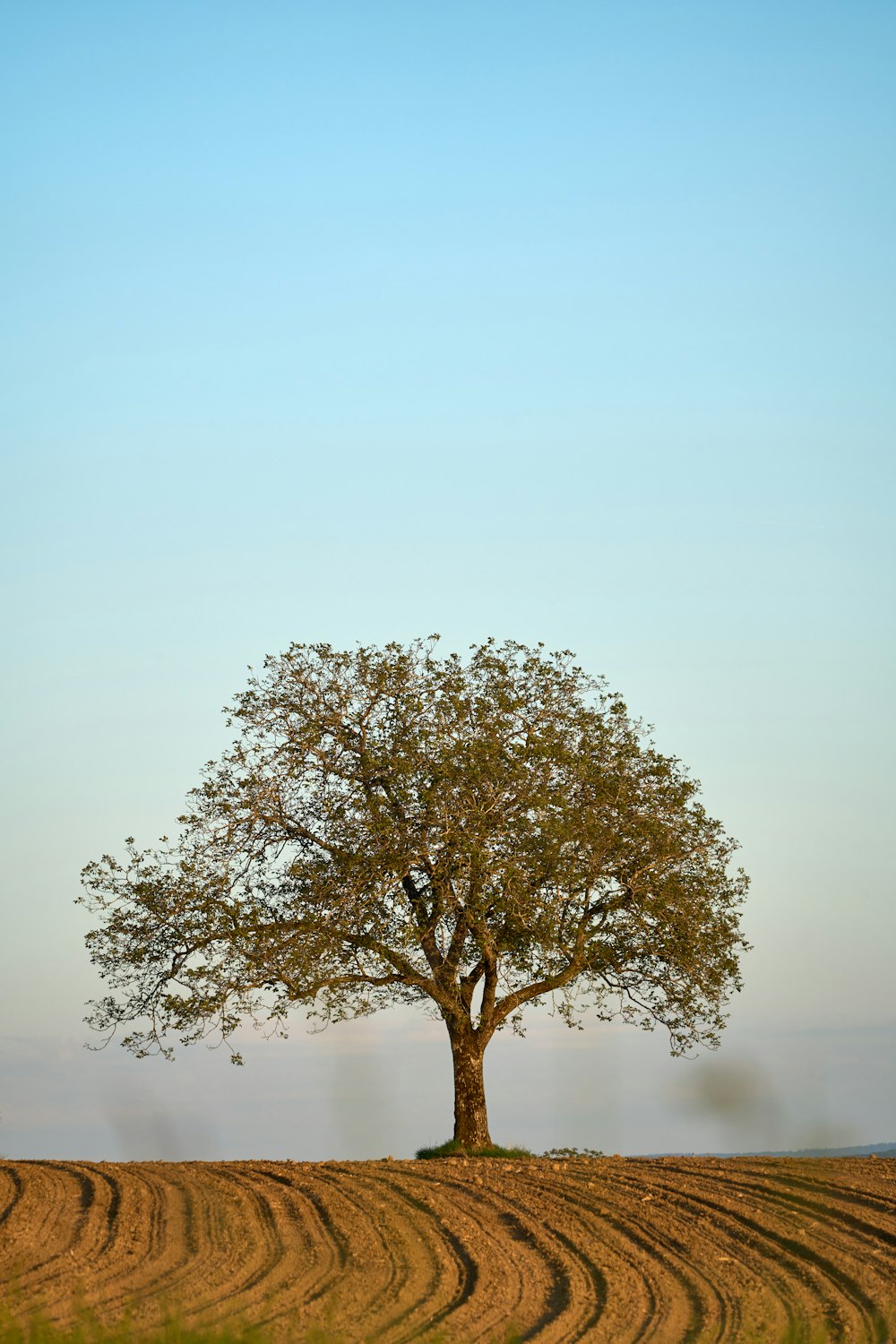 a lone tree stands in a plowed field