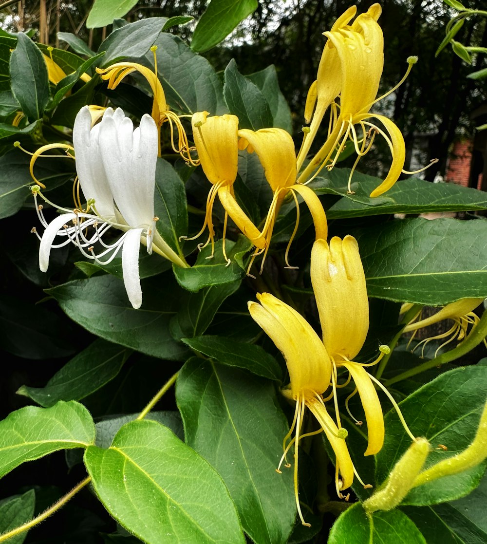 a group of yellow and white flowers on a tree