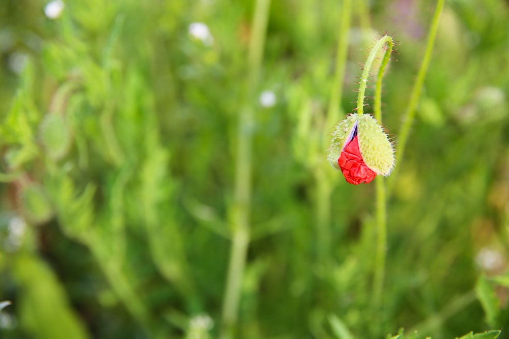 a close up of a flower with a blurry background