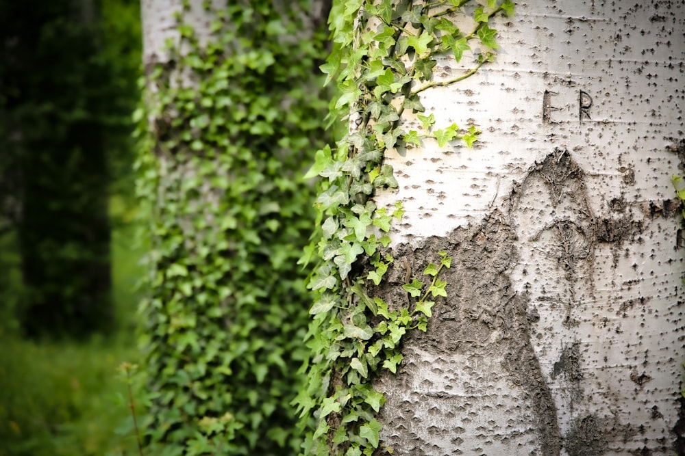 a close up of a tree with vines growing on it
