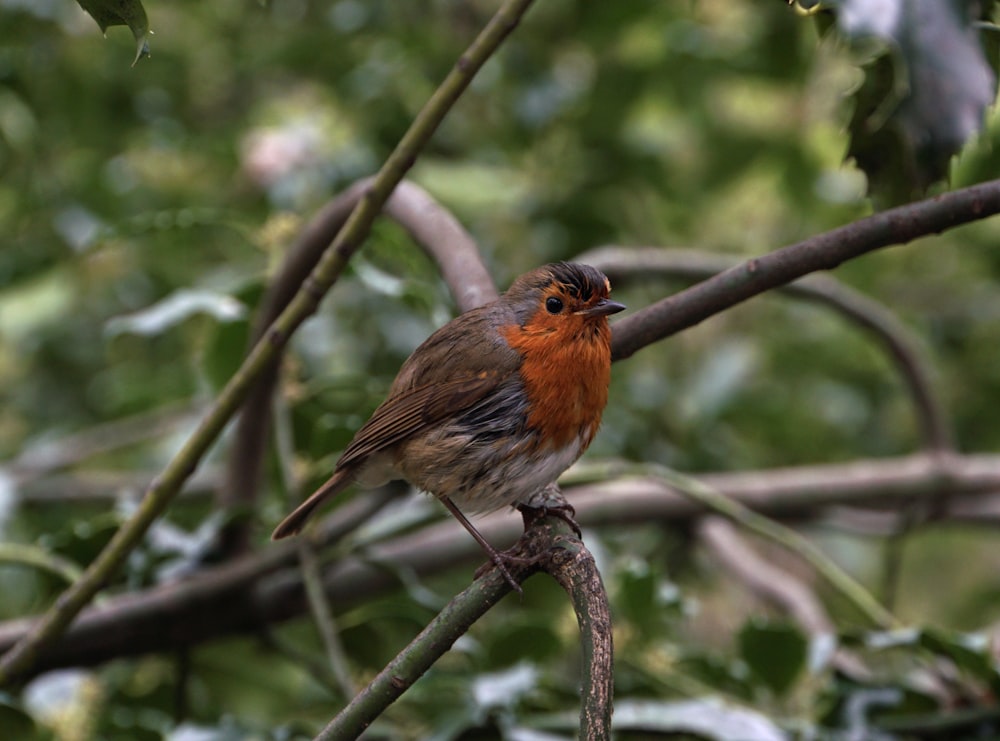 a small bird sitting on a branch of a tree