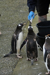 A group of penguins is gathered near an individual wearing blue gloves, who is feeding them fish. The penguins are standing on a textured, pebbled surface next to a black bucket.