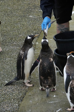 A group of penguins is gathered near an individual wearing blue gloves, who is feeding them fish. The penguins are standing on a textured, pebbled surface next to a black bucket.