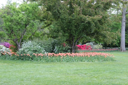 A vibrant garden scene featuring lush green grass in the foreground, with a variety of trees and flowering plants in the background. Brightly colored tulips, primarily in shades of red and pink, are prominently arranged in the middle. The garden is surrounded by dense foliage and a mix of flowering shrubs.