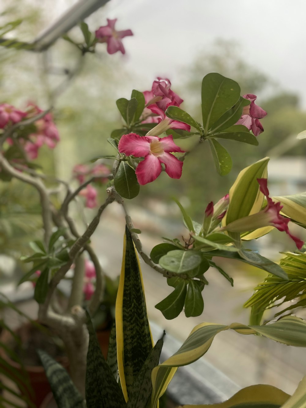 a close up of a plant with pink flowers