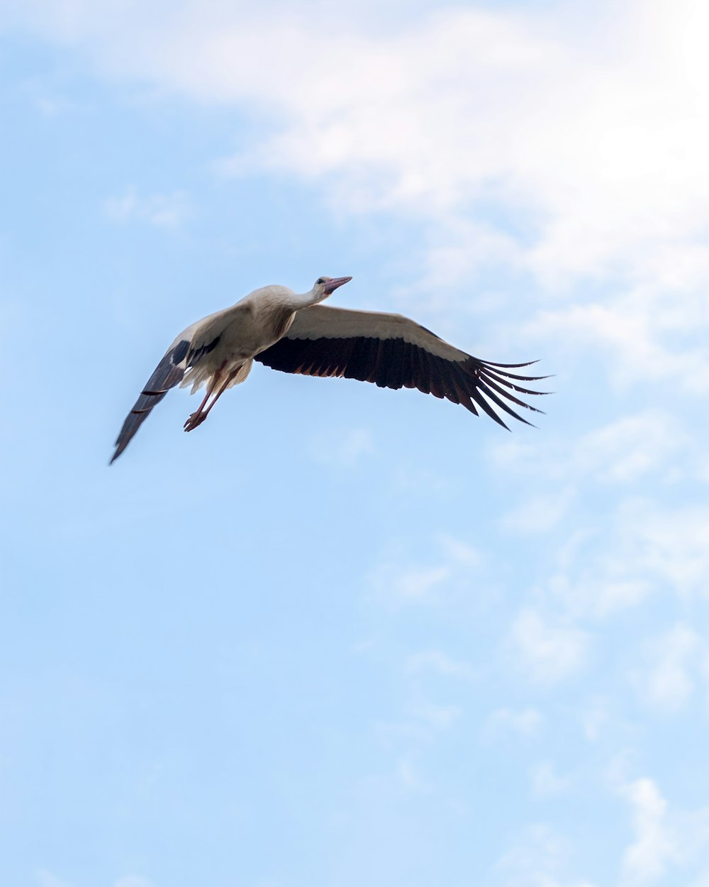 a large bird flying through a blue sky