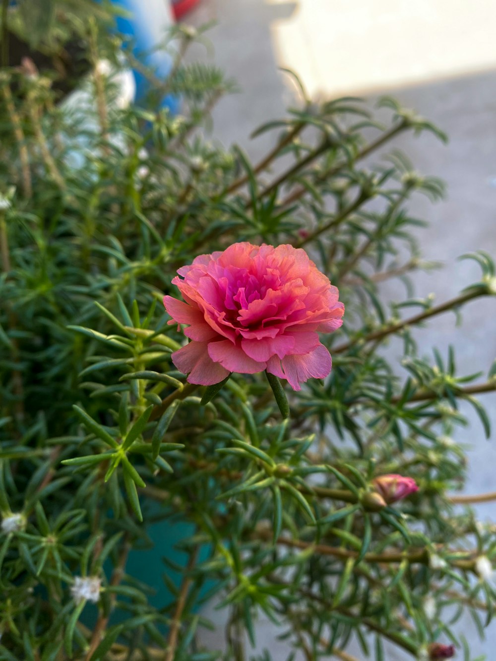 a pink flower sitting on top of a green plant