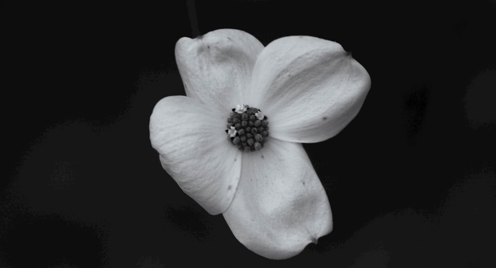 花の白黒写真