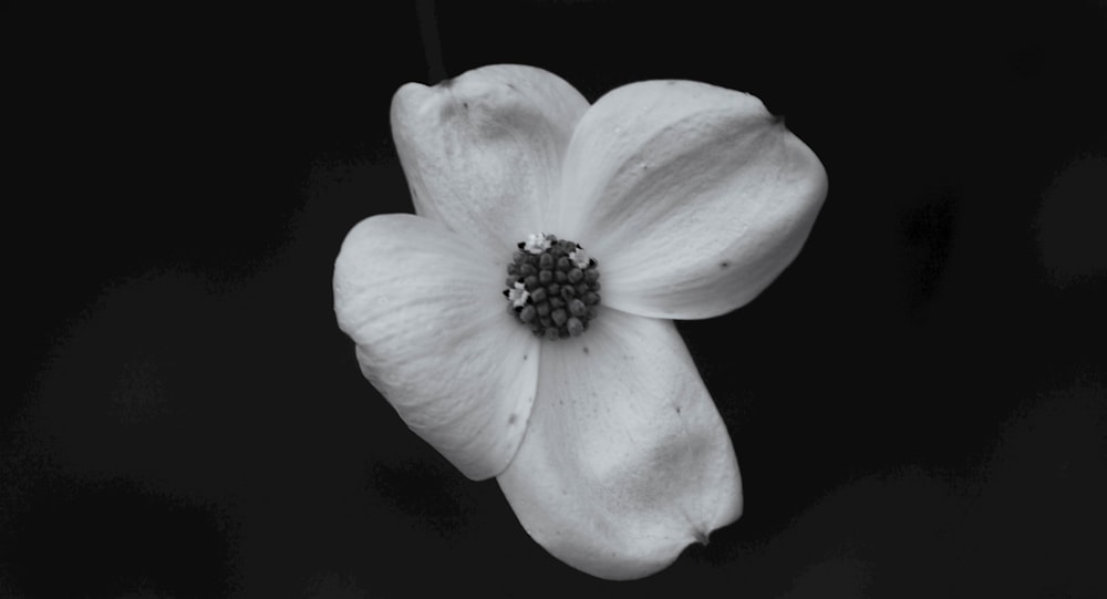 a black and white photo of a flower