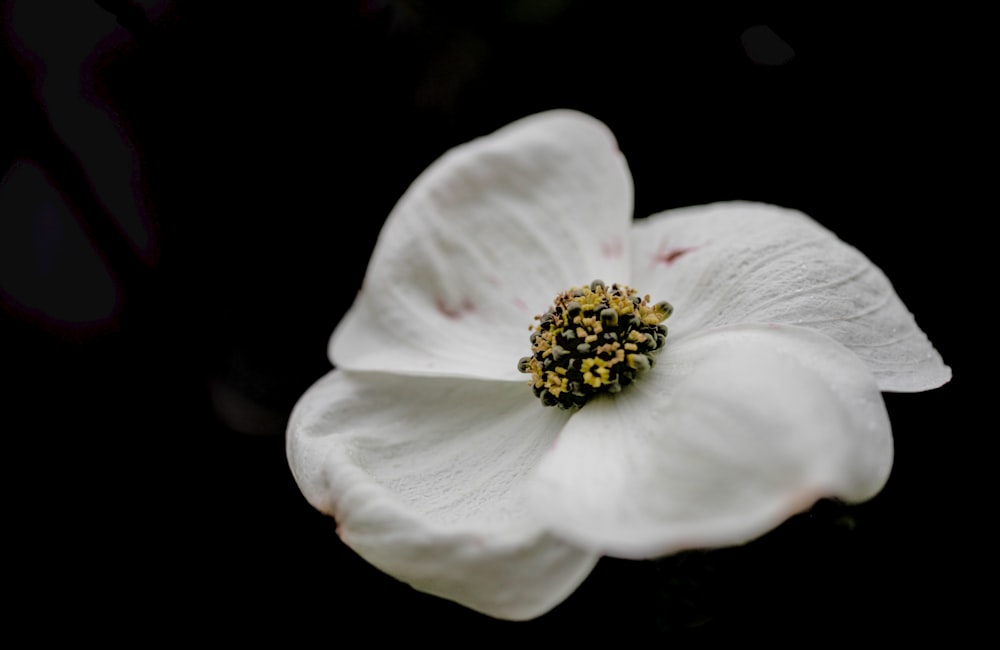 黒い背景に白い花の接写