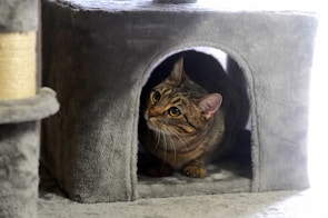 A curious tabby cat peeking out from a cozy basket filled with soft blankets.