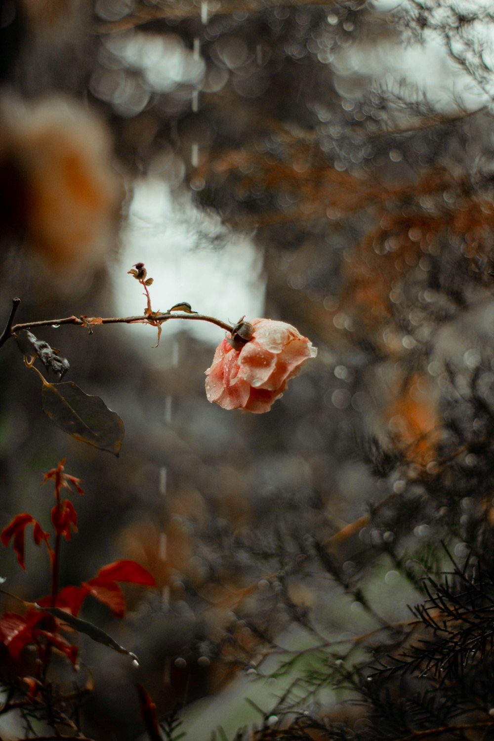 a flower that is sitting on a branch