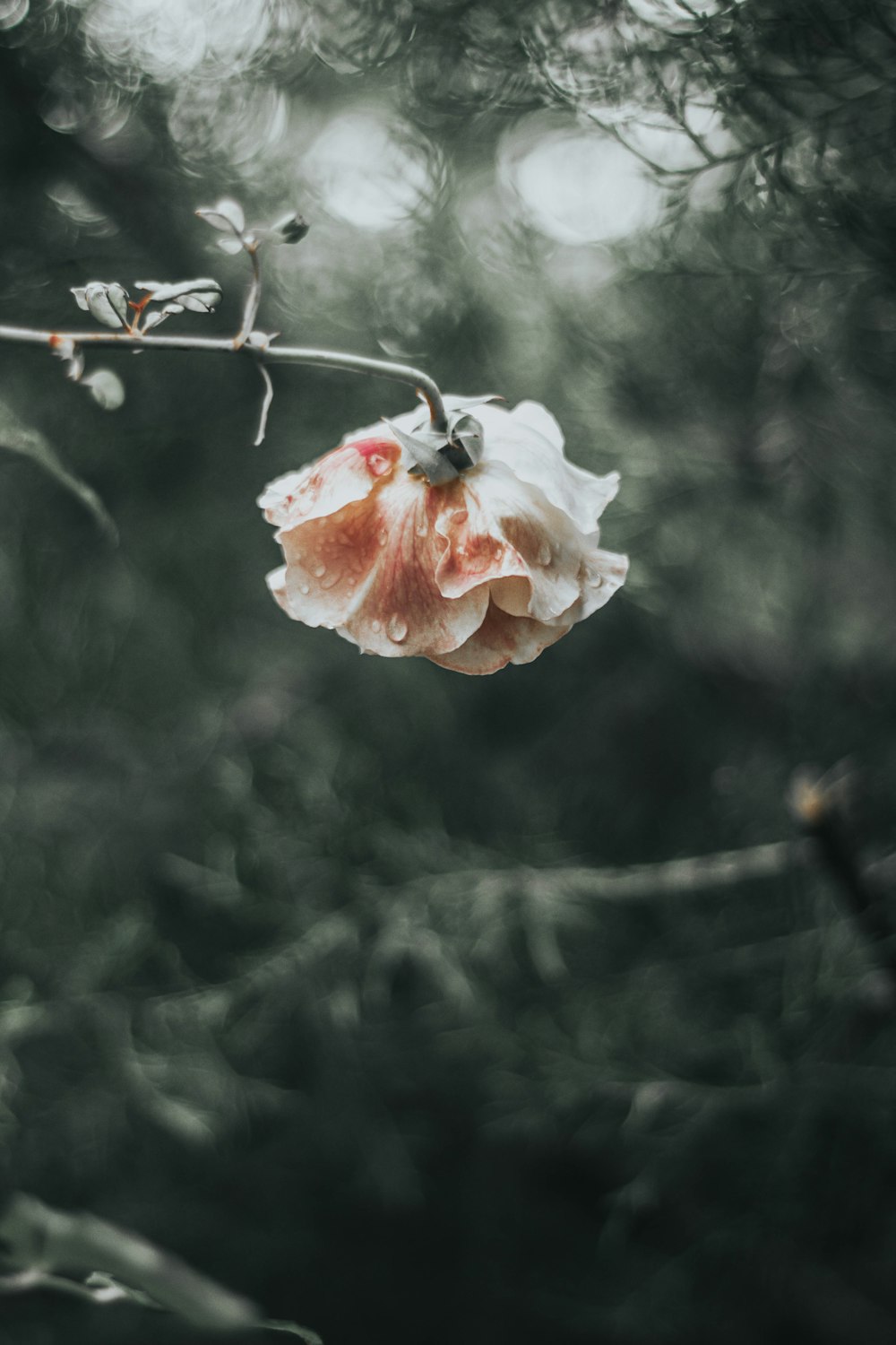 a flower that is on a tree branch