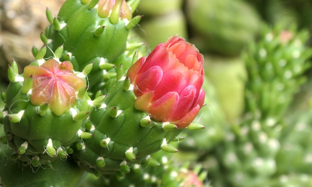 a close up of a flower on a cactus