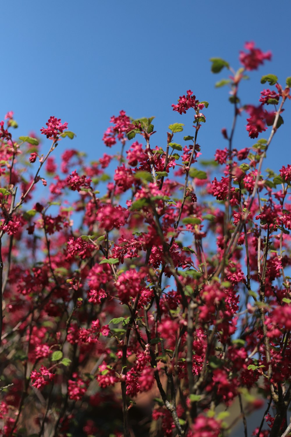 a bush of red flowers with a blue sky in the background