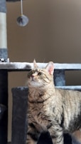 A tabby cat stands on a gray cat tree, looking intently at a dangling toy above. The cat's fur is a mix of brown, black, and white stripes, and it has a focused expression. The background is plain, allowing the cat and the cat tree to be the focal points.