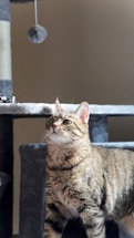 A tabby cat stands on a gray cat tree, looking intently at a dangling toy above. The cat's fur is a mix of brown, black, and white stripes, and it has a focused expression. The background is plain, allowing the cat and the cat tree to be the focal points.