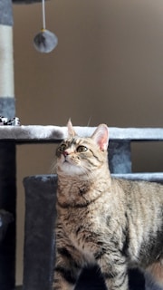 A tabby cat stands on a gray cat tree, looking intently at a dangling toy above. The cat's fur is a mix of brown, black, and white stripes, and it has a focused expression. The background is plain, allowing the cat and the cat tree to be the focal points.