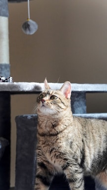 A tabby cat stands on a gray cat tree, looking intently at a dangling toy above. The cat's fur is a mix of brown, black, and white stripes, and it has a focused expression. The background is plain, allowing the cat and the cat tree to be the focal points.
