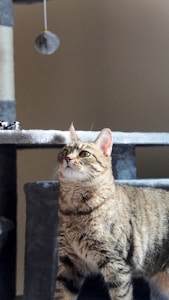 A tabby cat stands on a gray cat tree, looking intently at a dangling toy above. The cat's fur is a mix of brown, black, and white stripes, and it has a focused expression. The background is plain, allowing the cat and the cat tree to be the focal points.