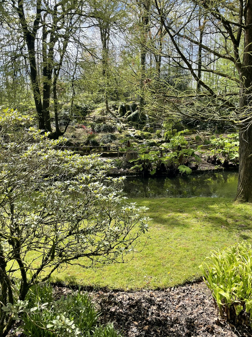 a small pond surrounded by trees and grass