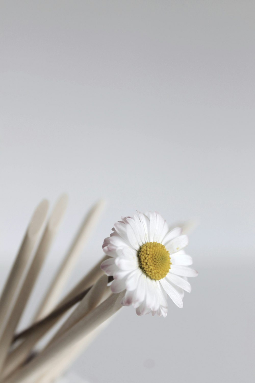 a white and yellow flower sticking out of a vase