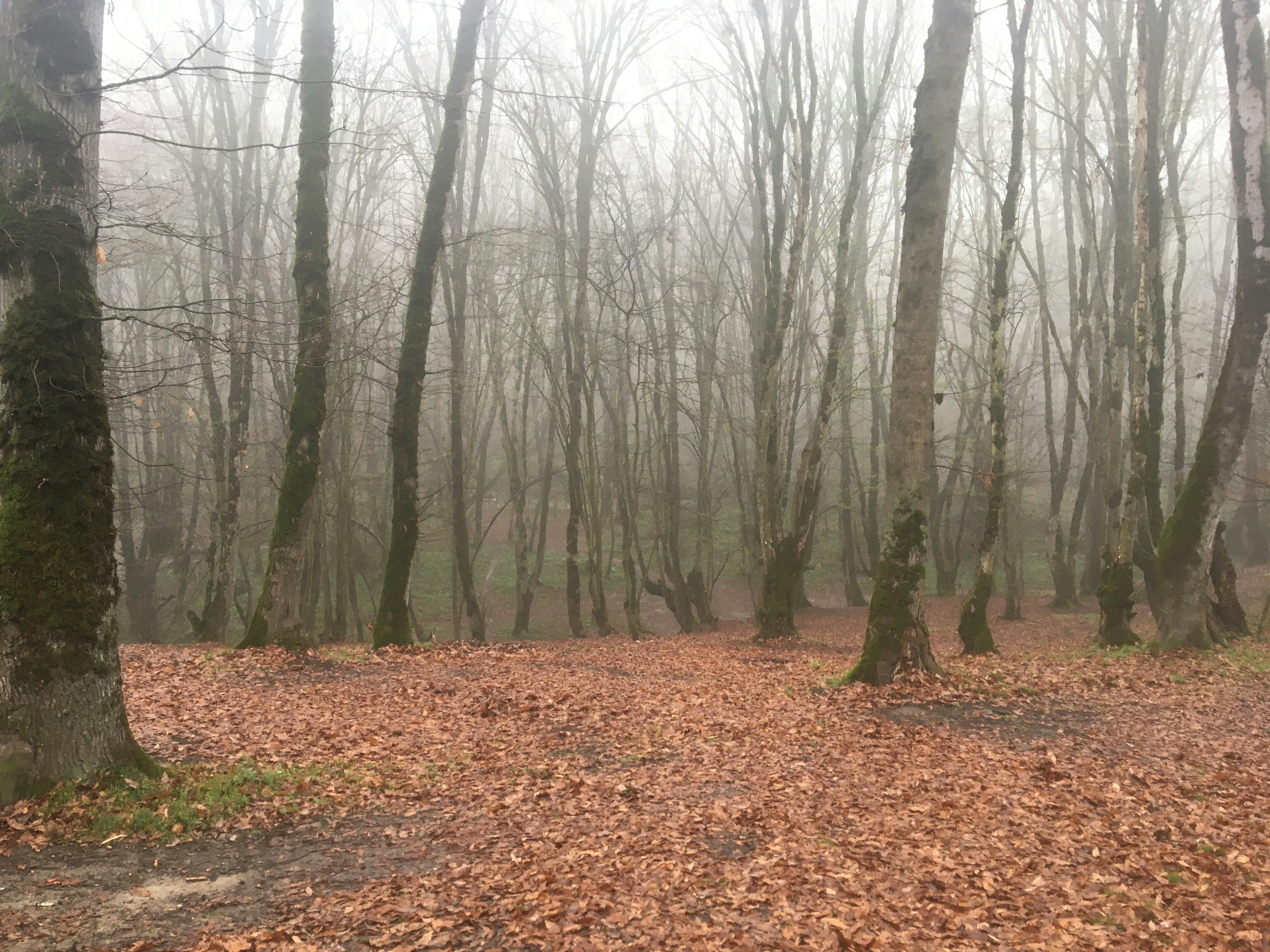 Place forestière