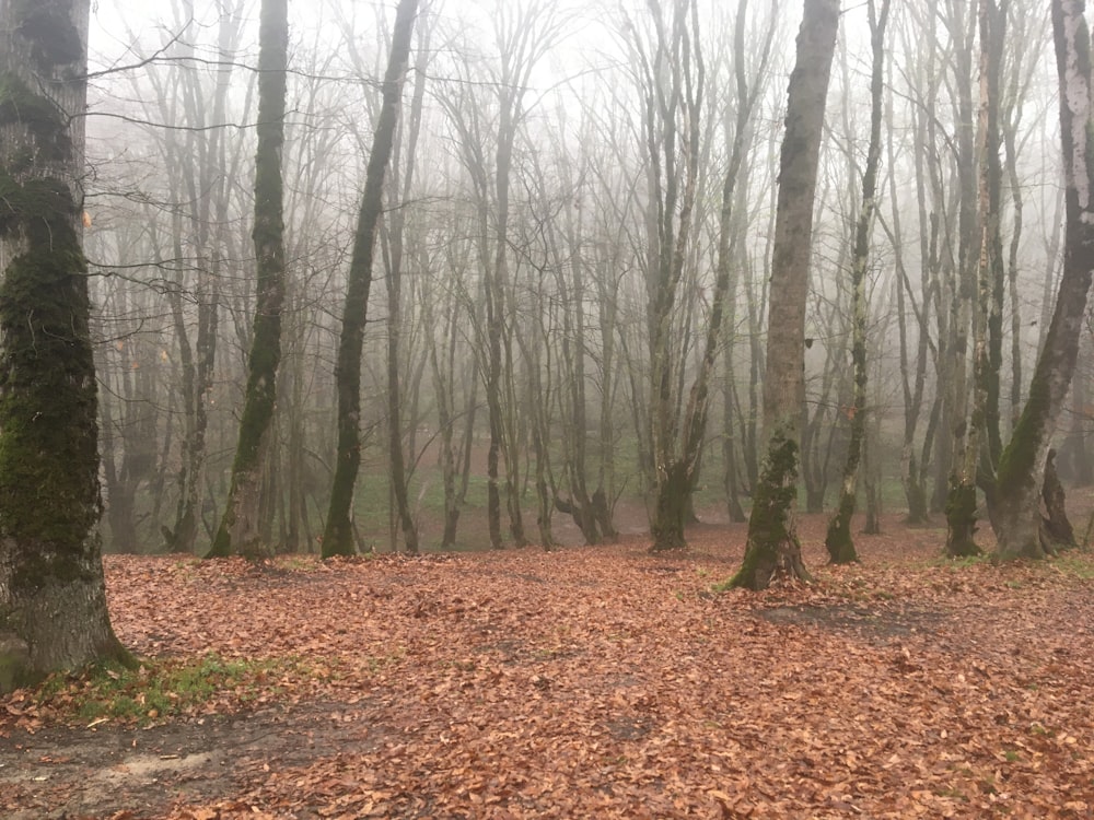 a forest filled with lots of leaf covered trees