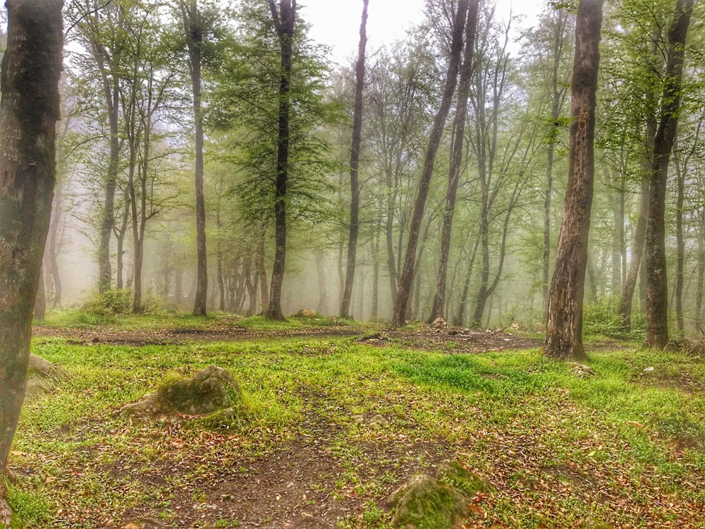 a forest filled with lots of trees and grass