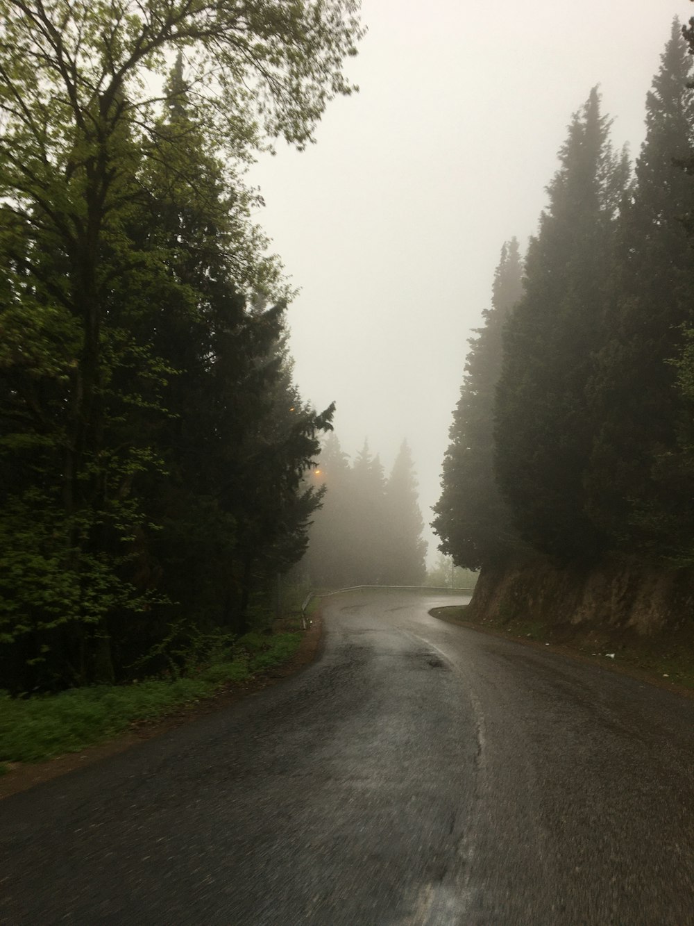 a foggy road in the middle of a forest