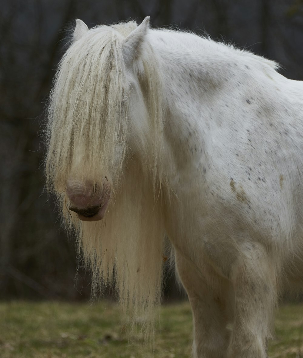 a white horse with long hair standing in a field